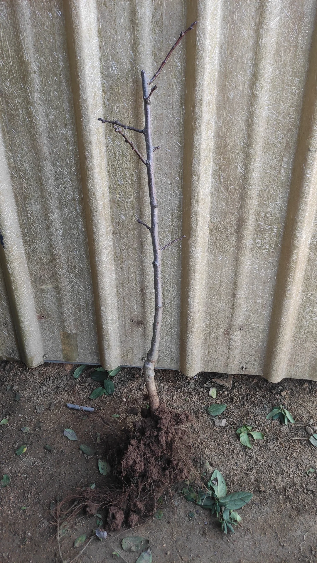 一觉醒来天塌了，山楂树卖给谁啊