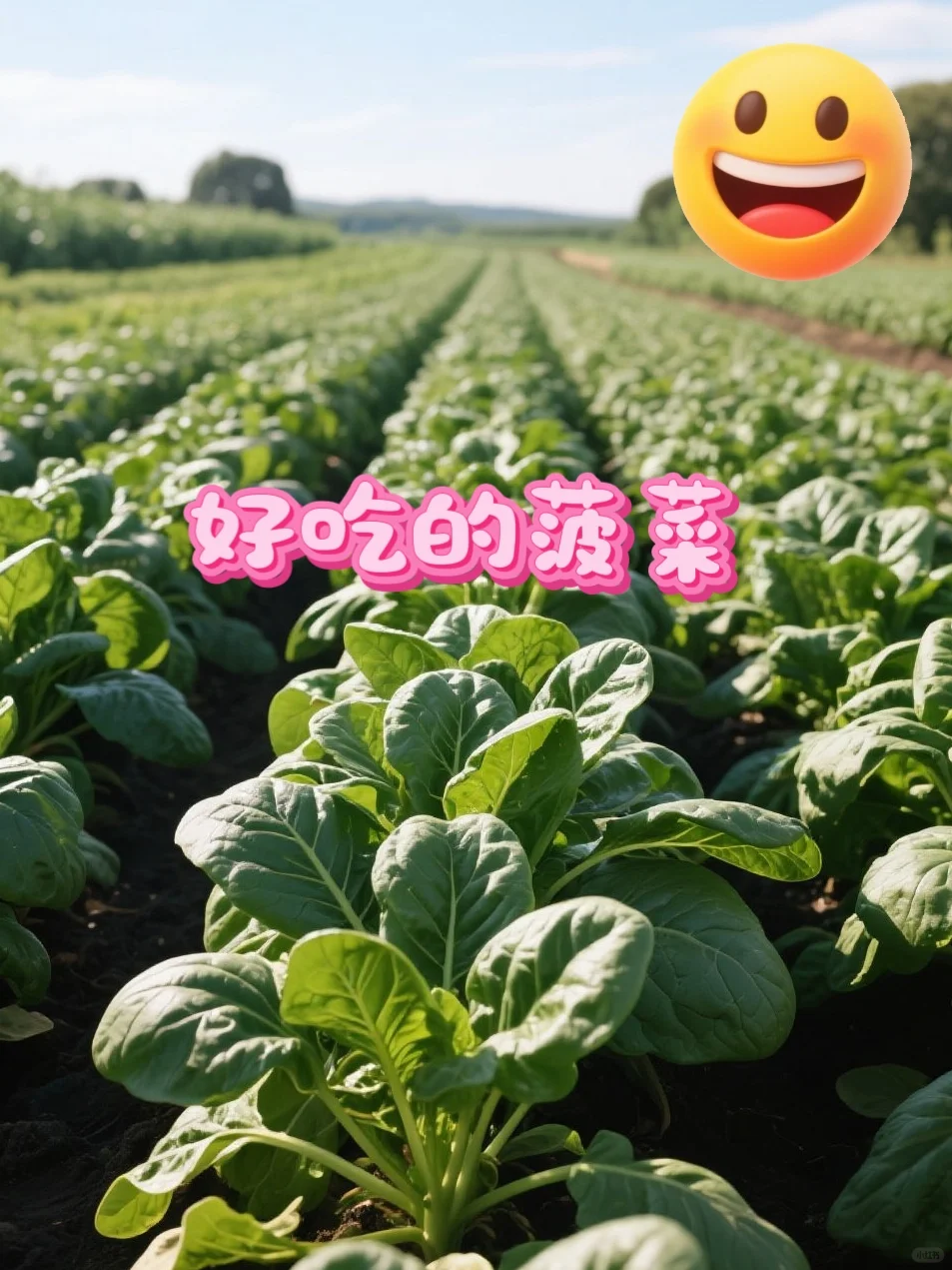 今年适合种植香菜的白露节气！