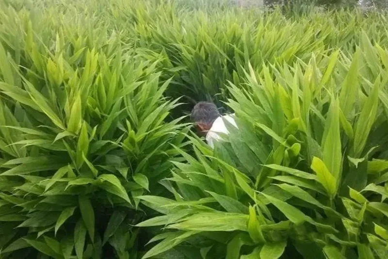 有三五亩地，种这种作物，都比上班打工强！