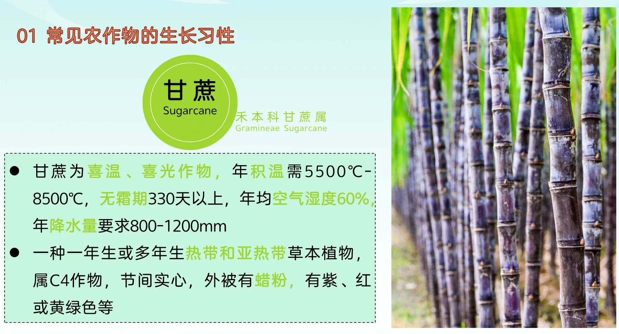 地理热点：常见农作物的生长习性