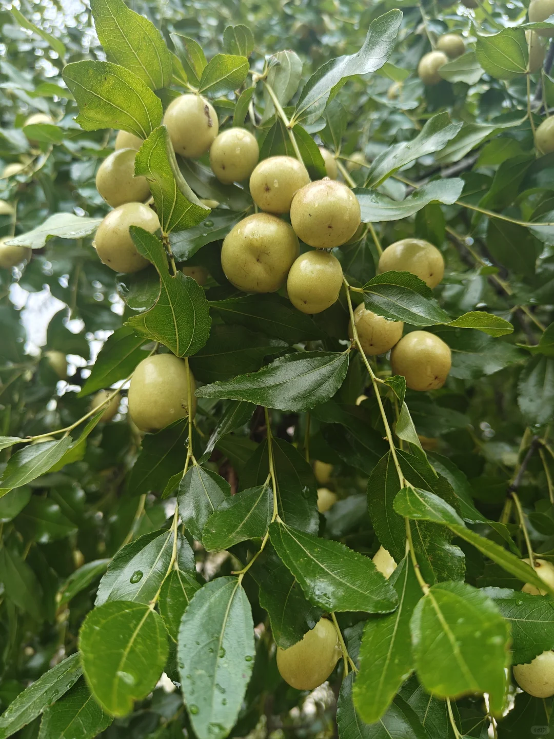 我们一起来认识身边的植物——米枣