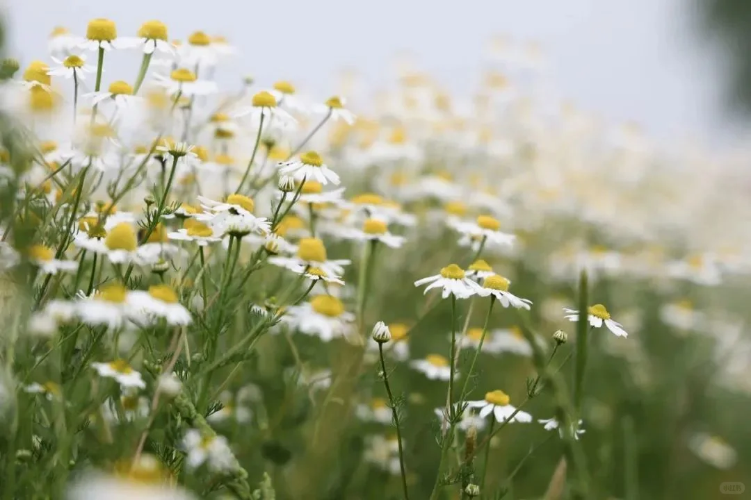 发展农村电商平台的对策2.0