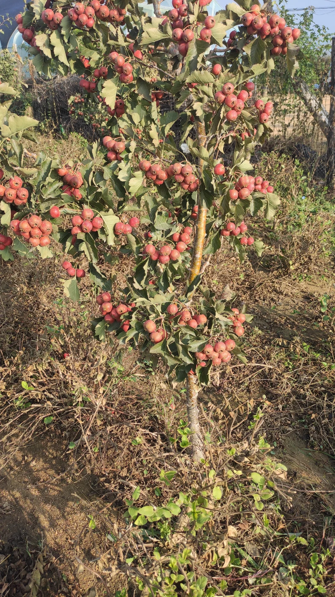 一觉醒来天塌了，山楂树卖给谁啊