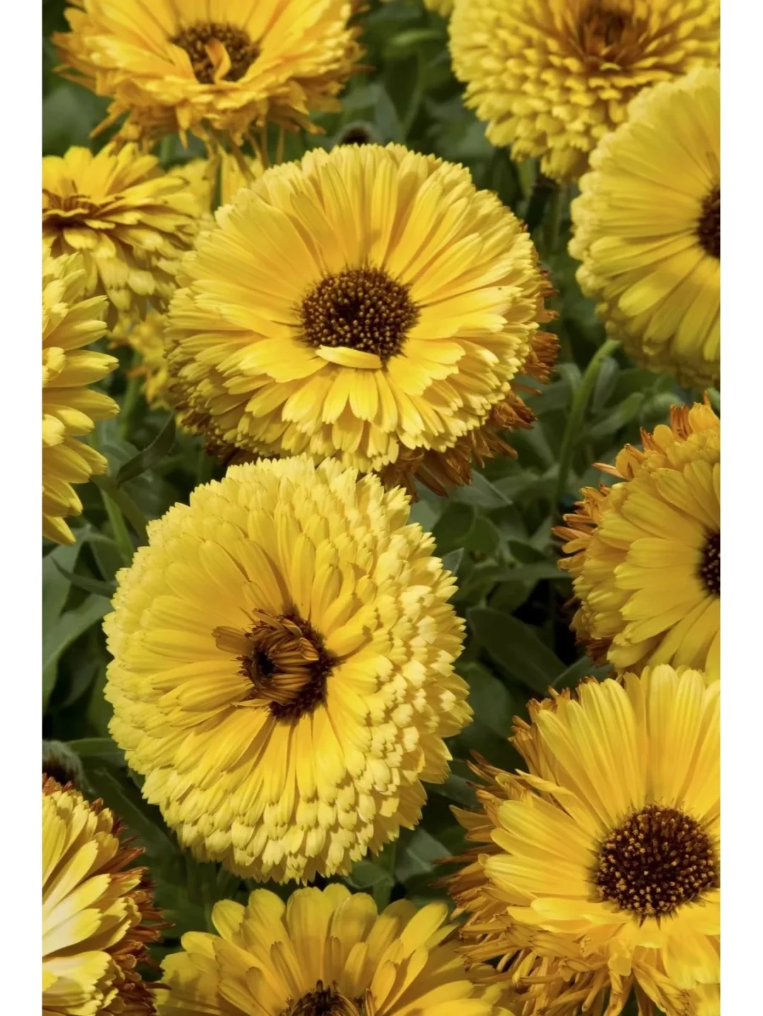 可食用性景观植物开发价值