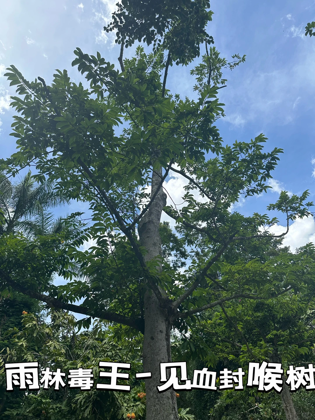 热带经济作物科普之旅