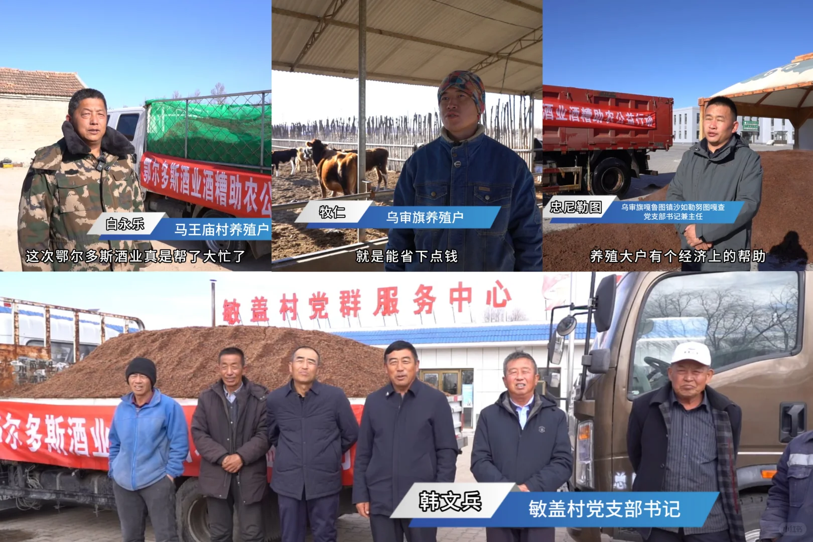 酒糟变“饲宝”鄂尔多斯酒业公益助农暖民心