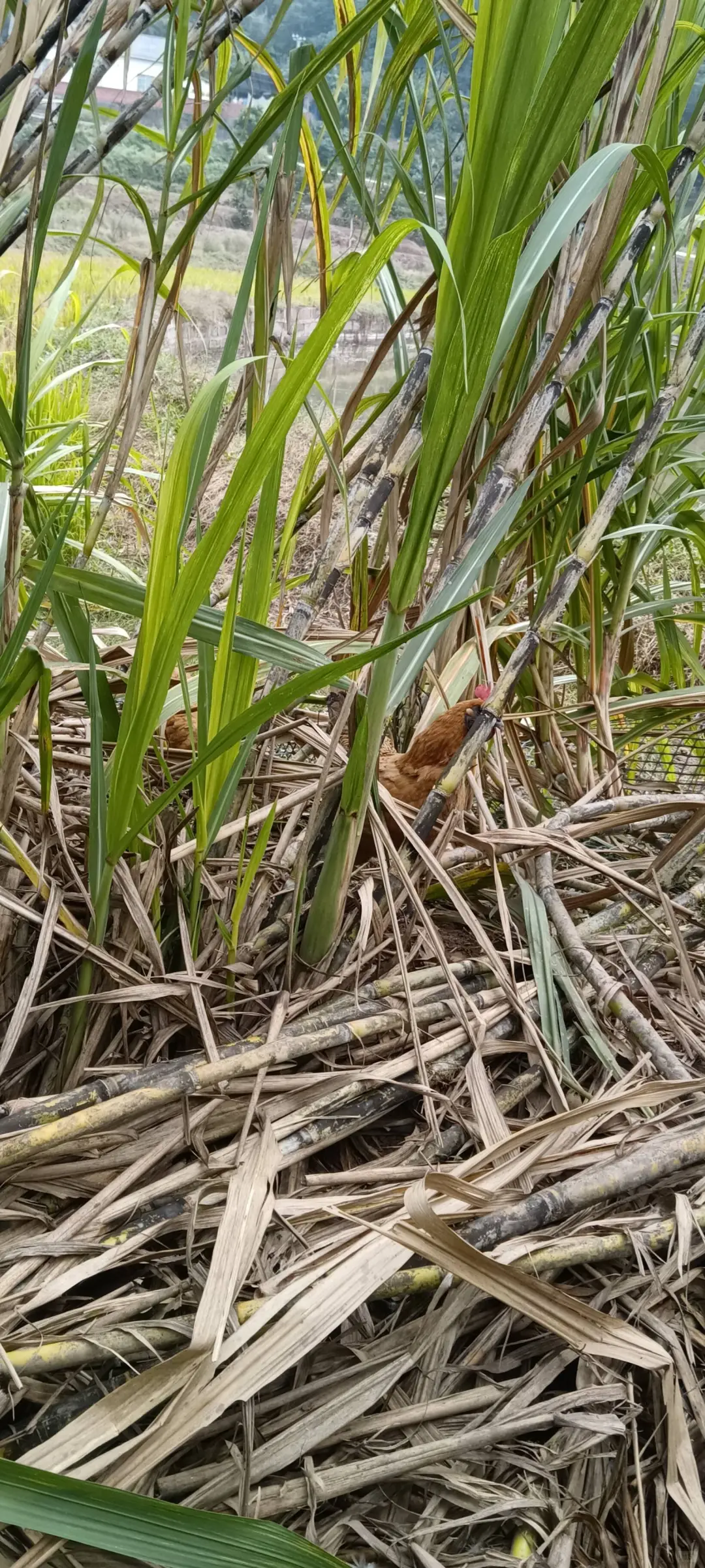 重庆本地老品种青甘蔗 生态野放种植自留种