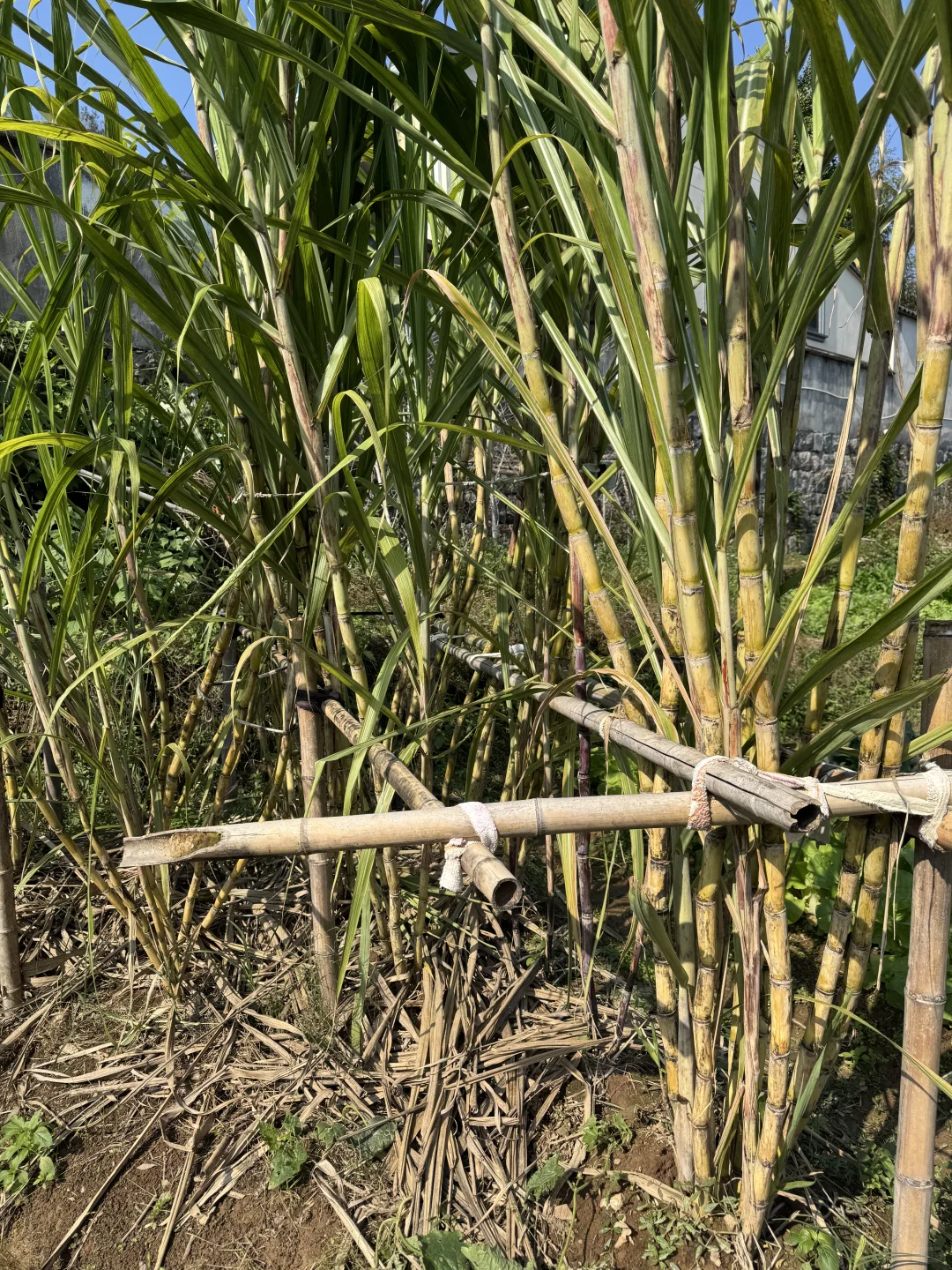 浙江的农村也是越来越好了