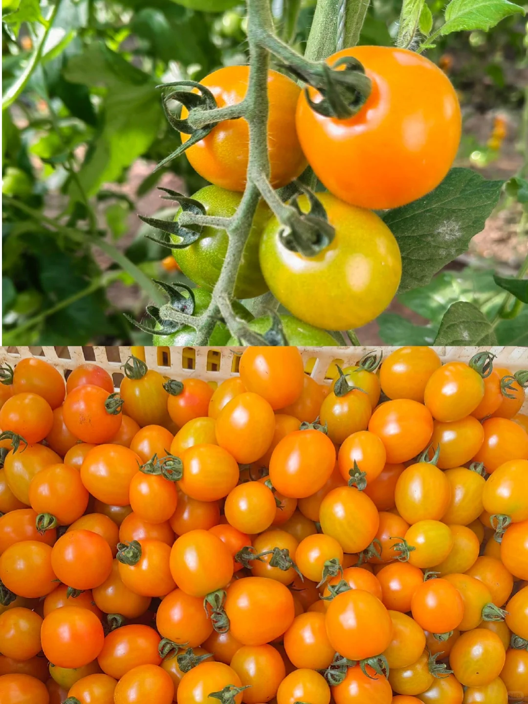 感恩节丨农人的喜悦金不换！