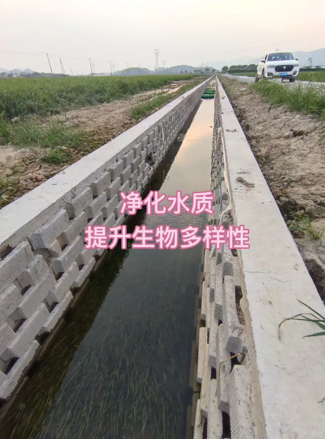 水下森林沉水草皮 · 生态退水渠工程实拍