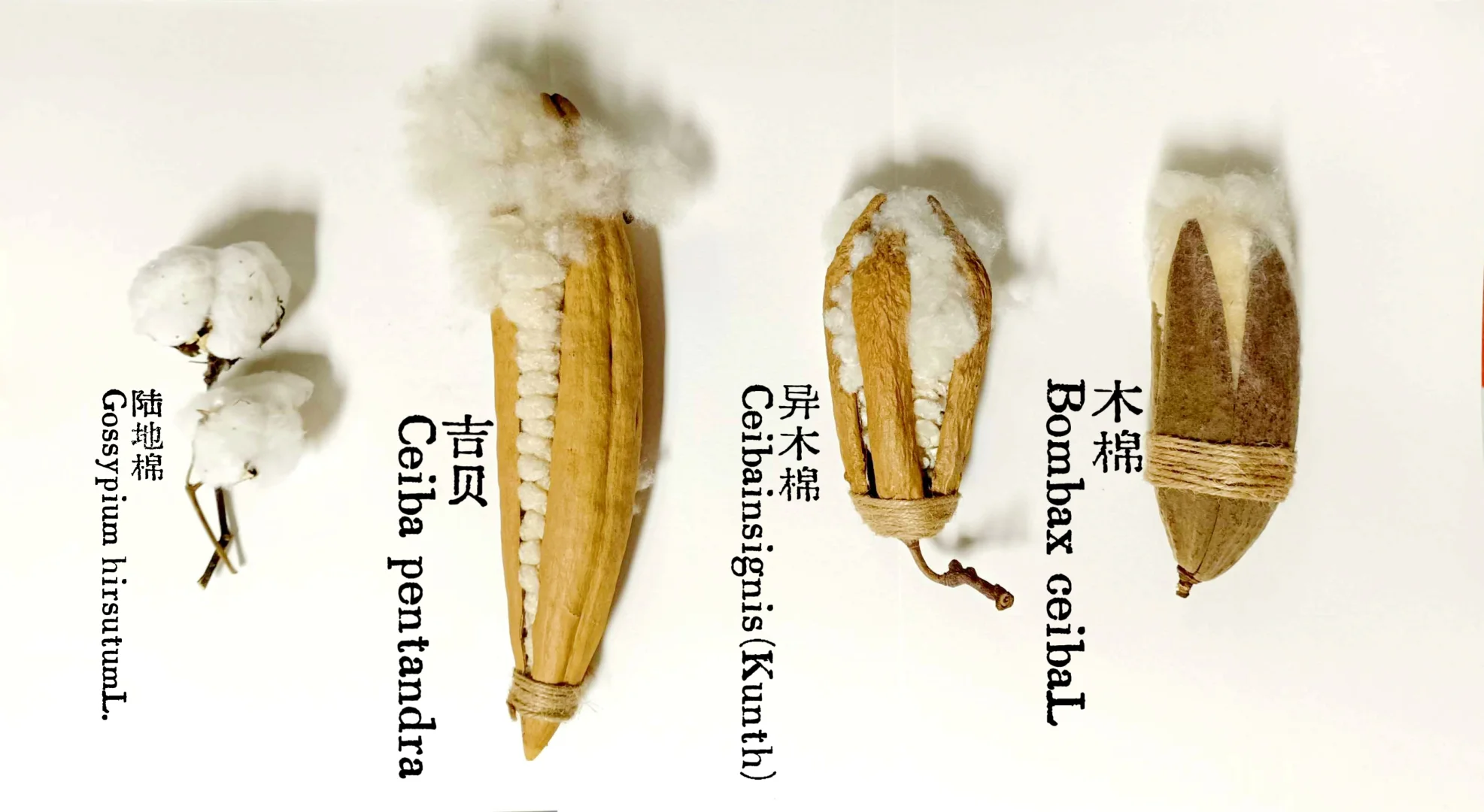 植物叙事｜从田野到英雄树：棉的形态之旅。