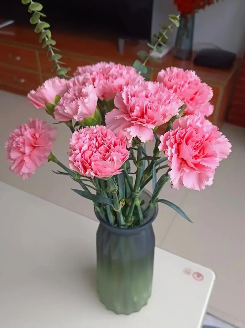 元梦之星农场赏析初心8小时经济作物康乃馨