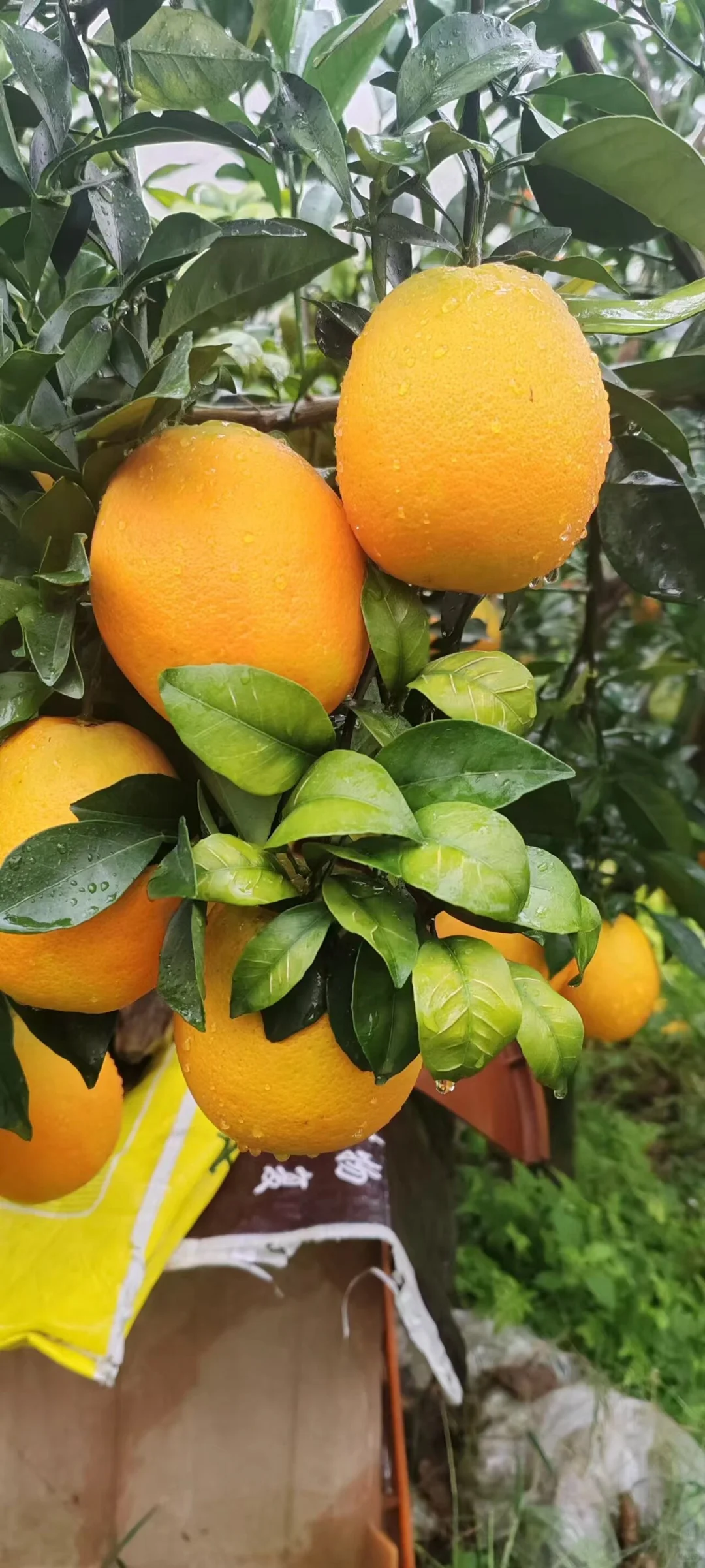 江西大学生校园助农卖赣南脐橙