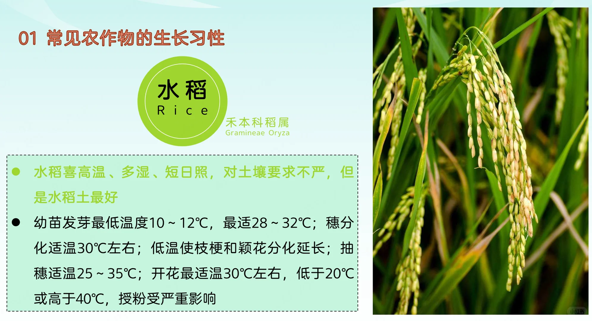 地理热点：常见农作物的生长习性