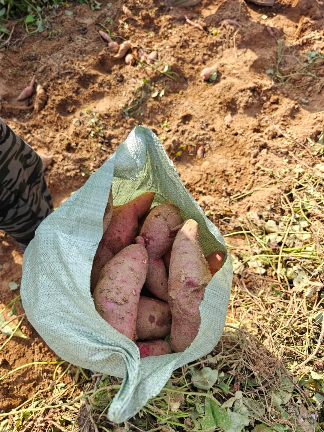红薯已经收完了