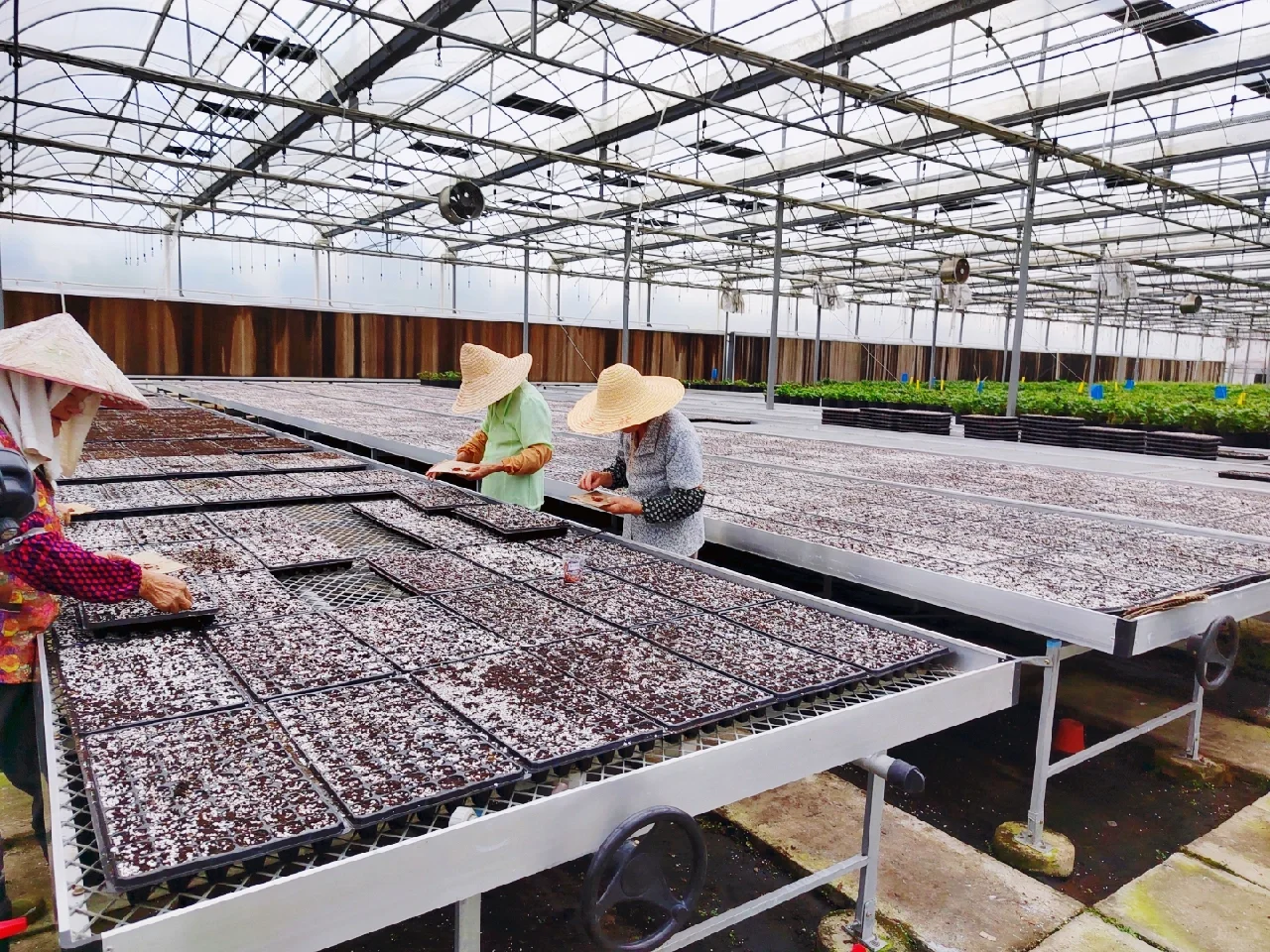 可食用景观植物产品生产