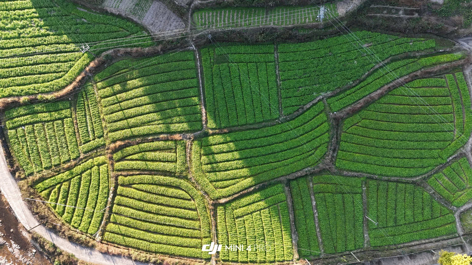 又是一年萝卜季