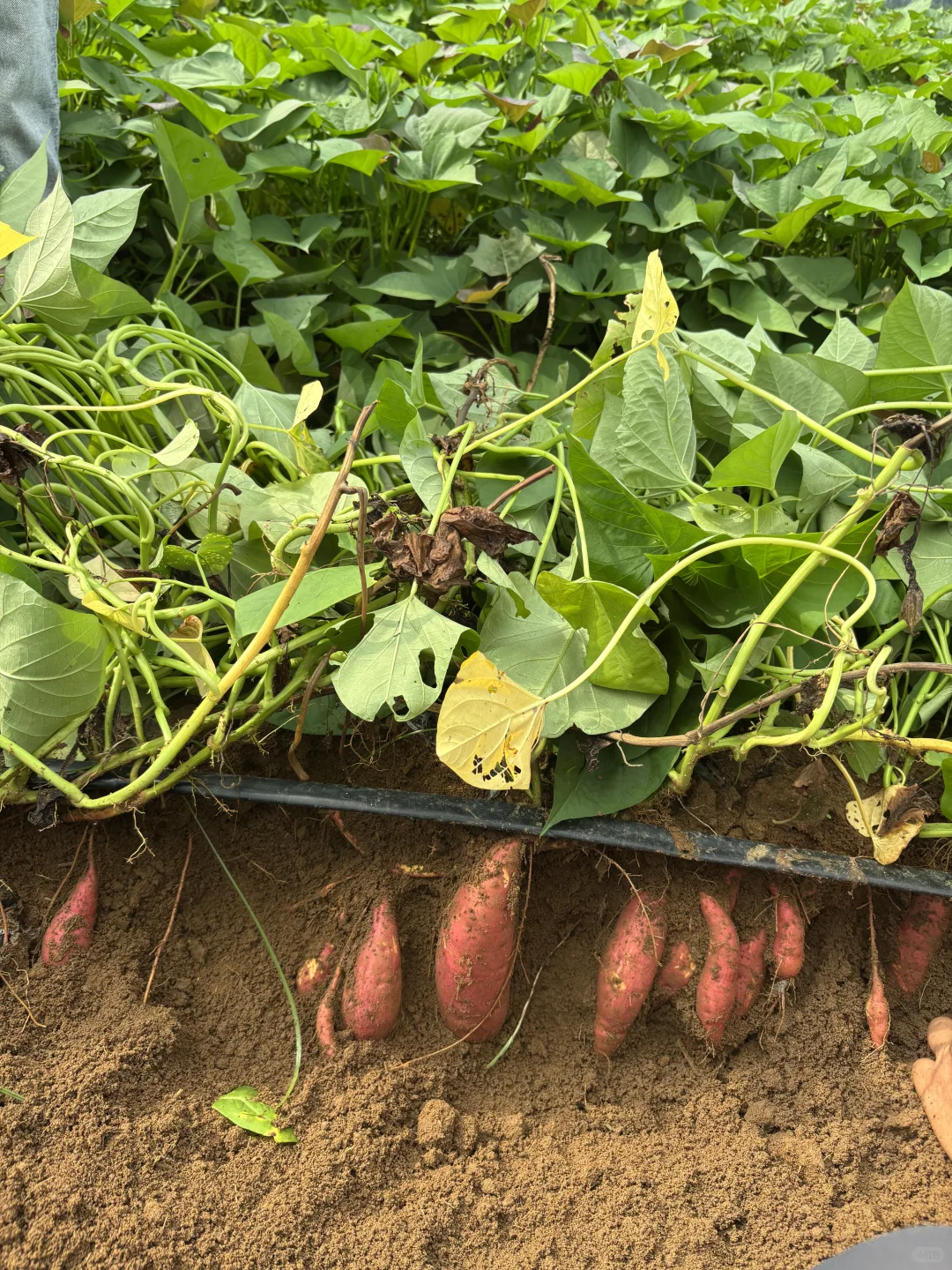 一个月帮家里卖一万斤红薯，是种什么体验⁉️