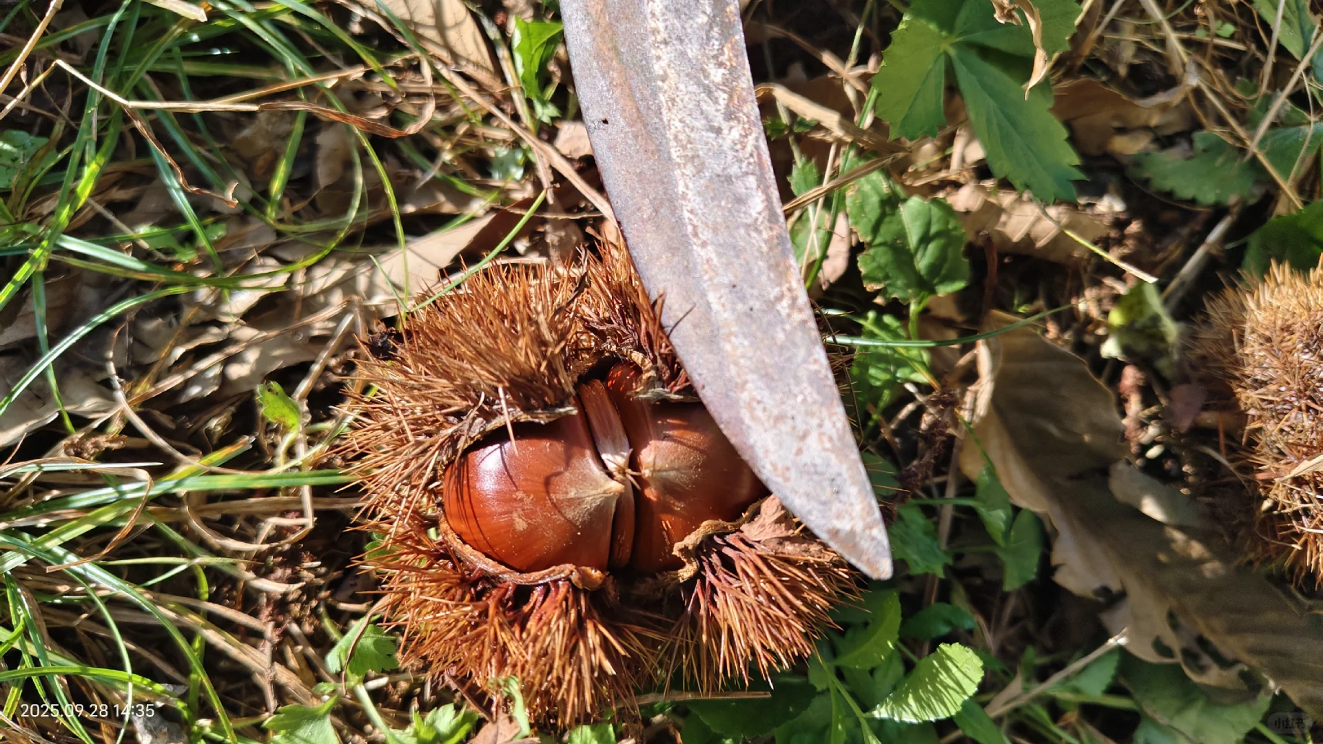 那些避雷丹东板栗的你出来。