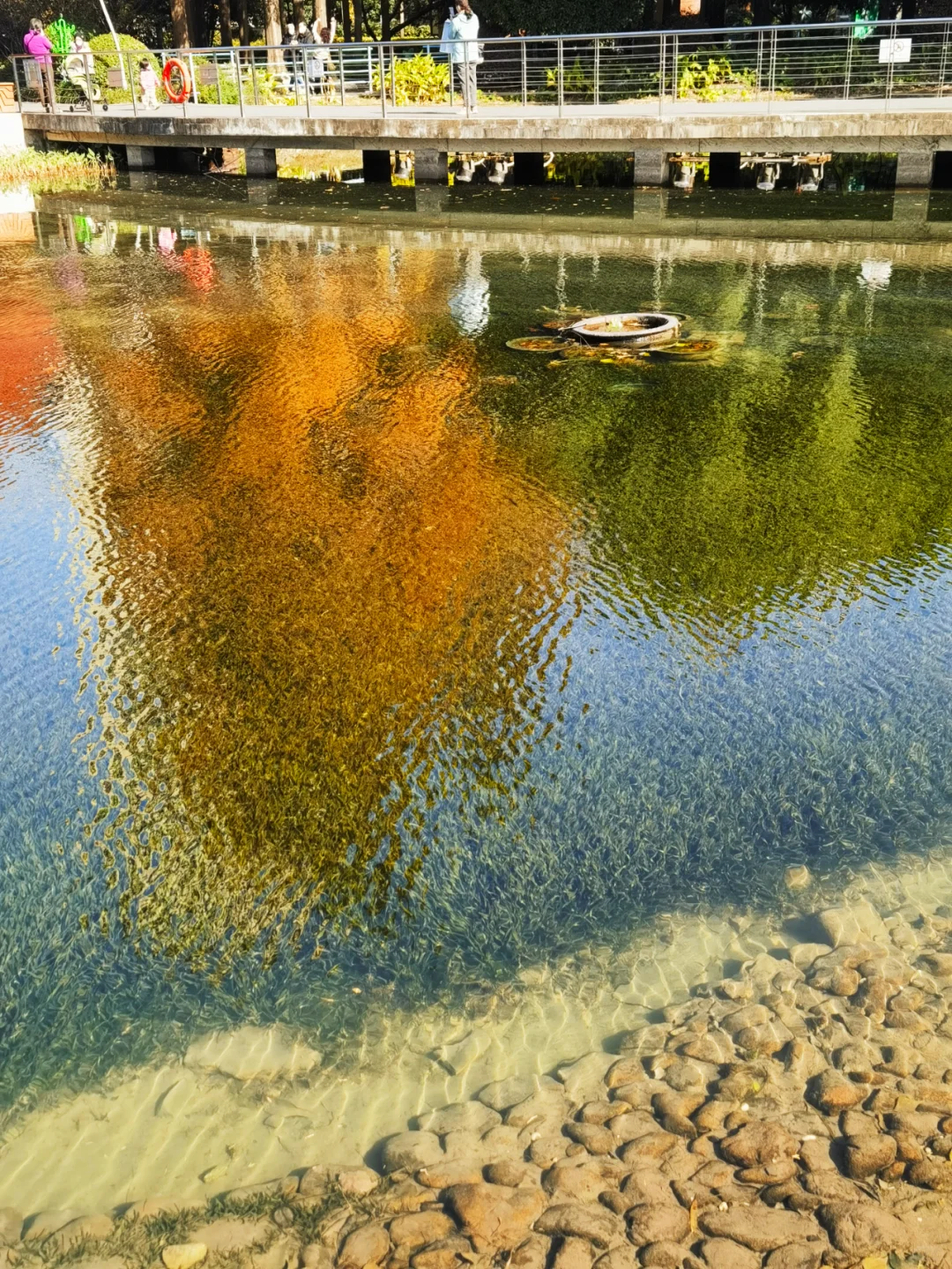 水下森林奇迹,生态界面打造完美水生生态!