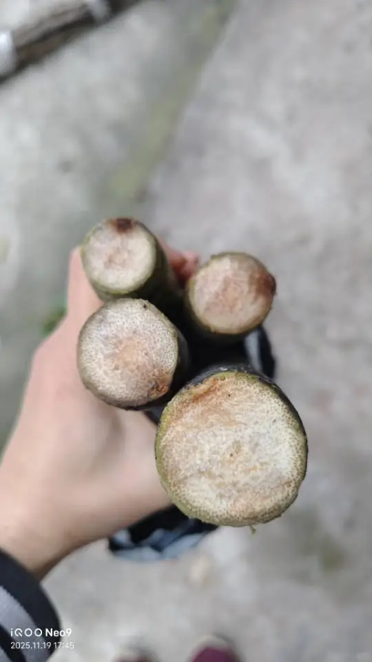 重庆本地老品种青甘蔗 生态野放种植自留种