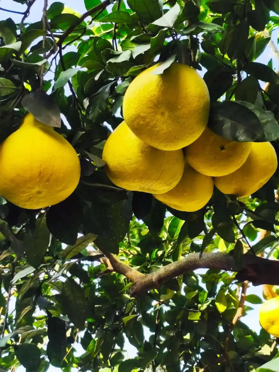 长寿区商联会助农助残绘就乡村振兴新画卷