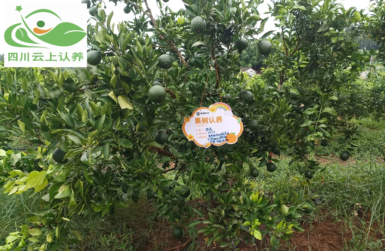 四川云上认养告诉你哪些农产品做认养农业？