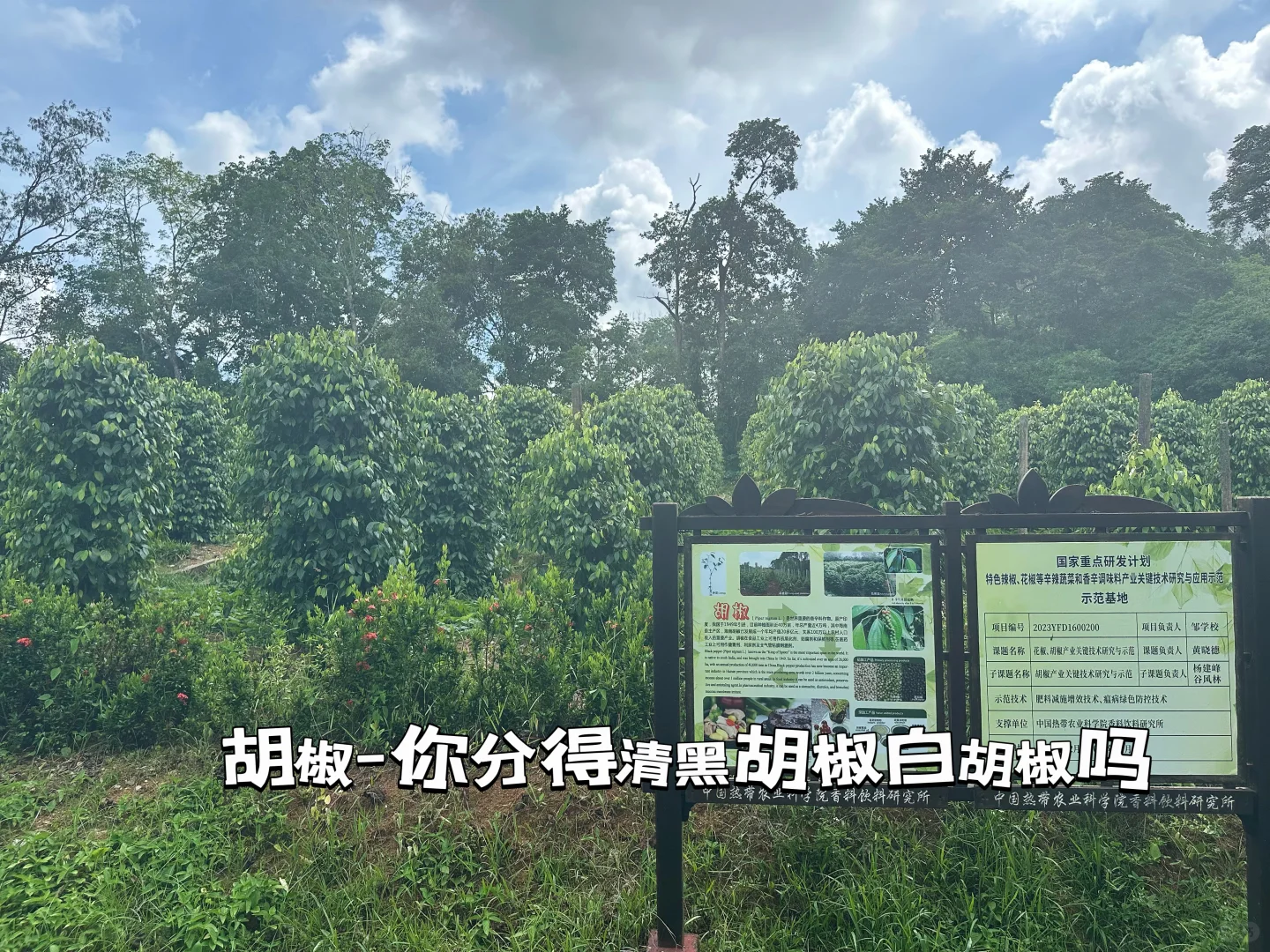 热带经济作物科普之旅