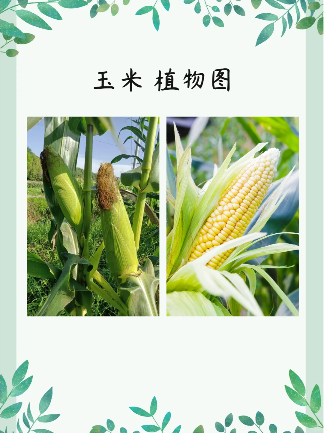 食疗本草之谷物篇【玉米】