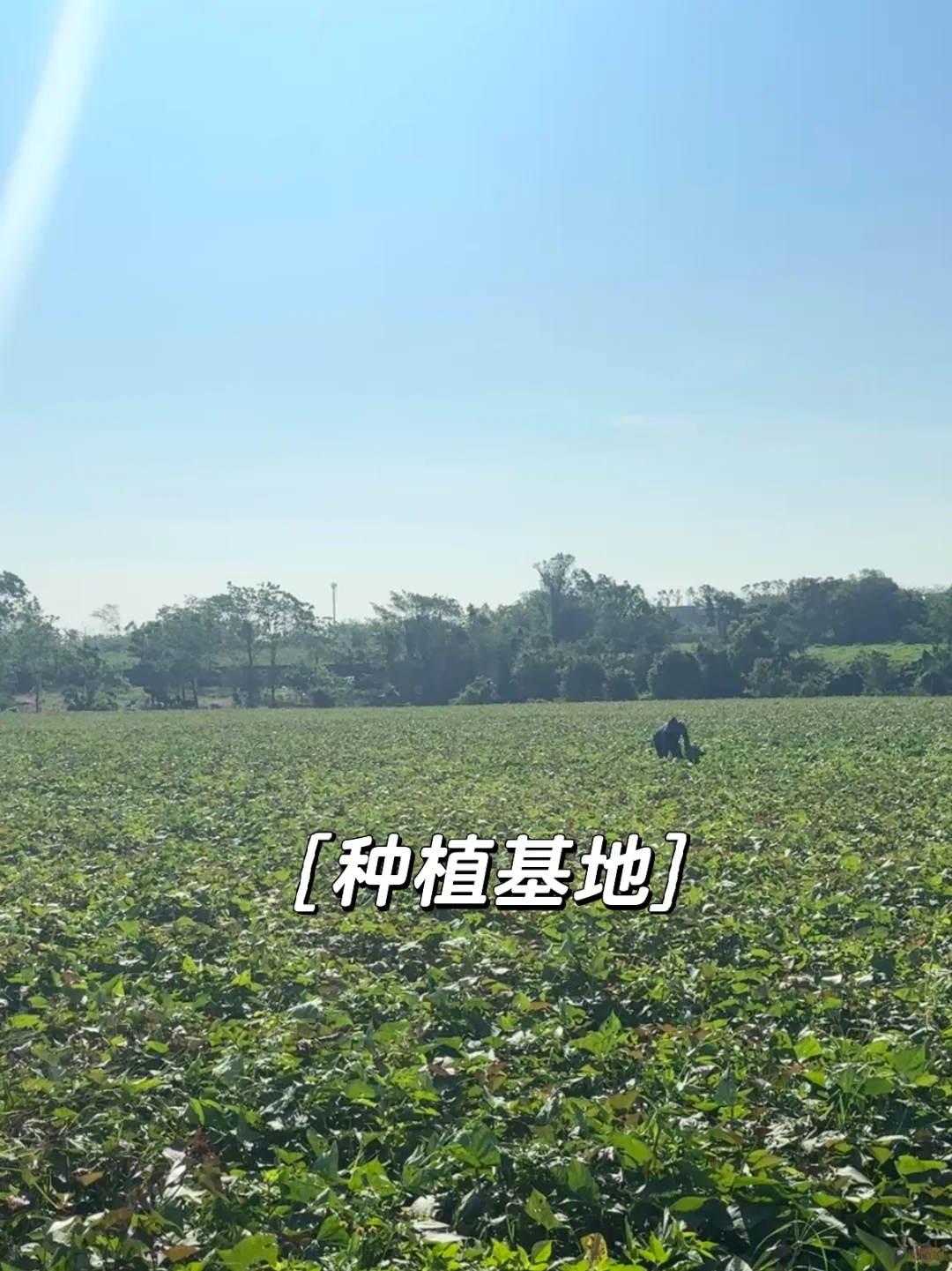 一个月帮家里卖一万斤红薯，是种什么体验⁉️