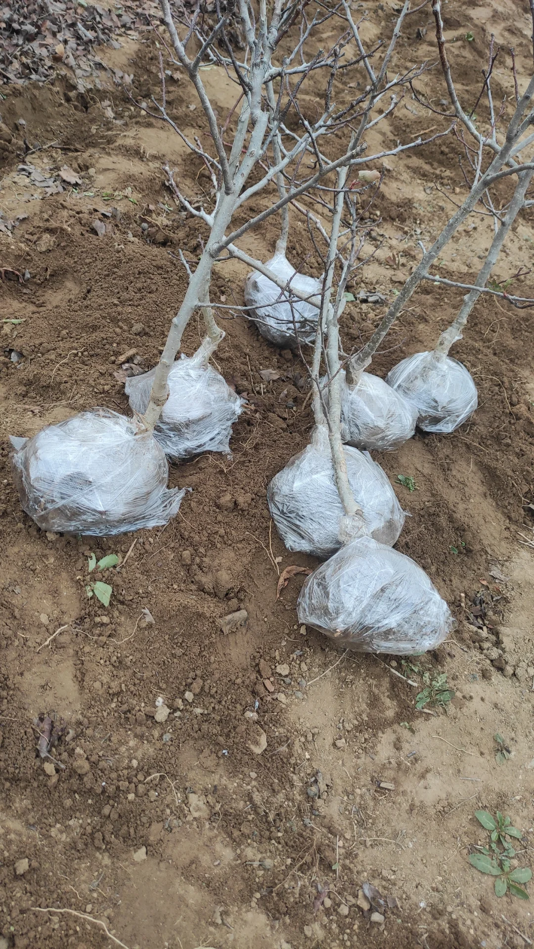 一觉醒来天塌了，山楂树卖给谁啊