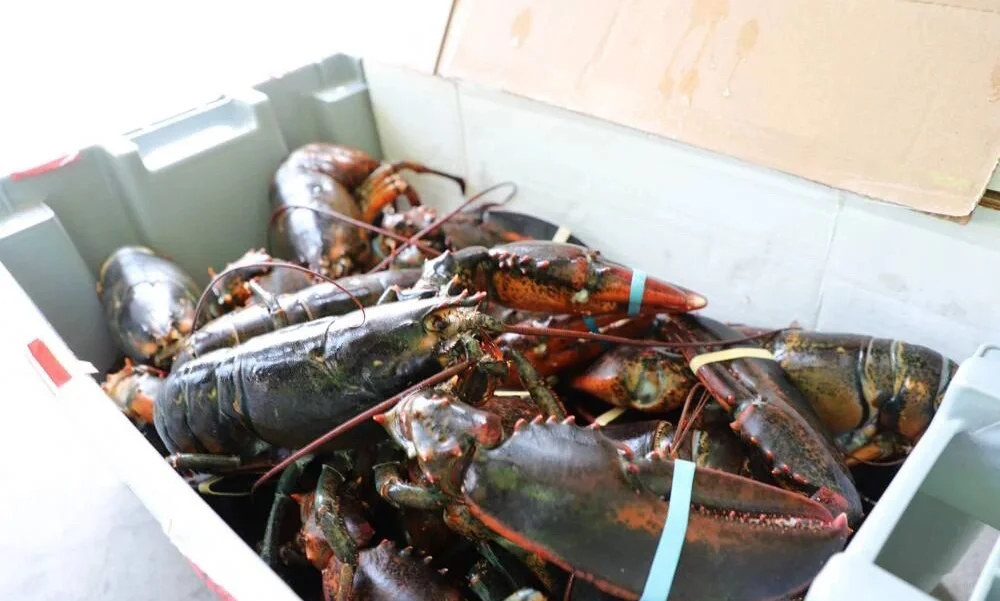 顺丰开通首条【加拿大-中国】航线