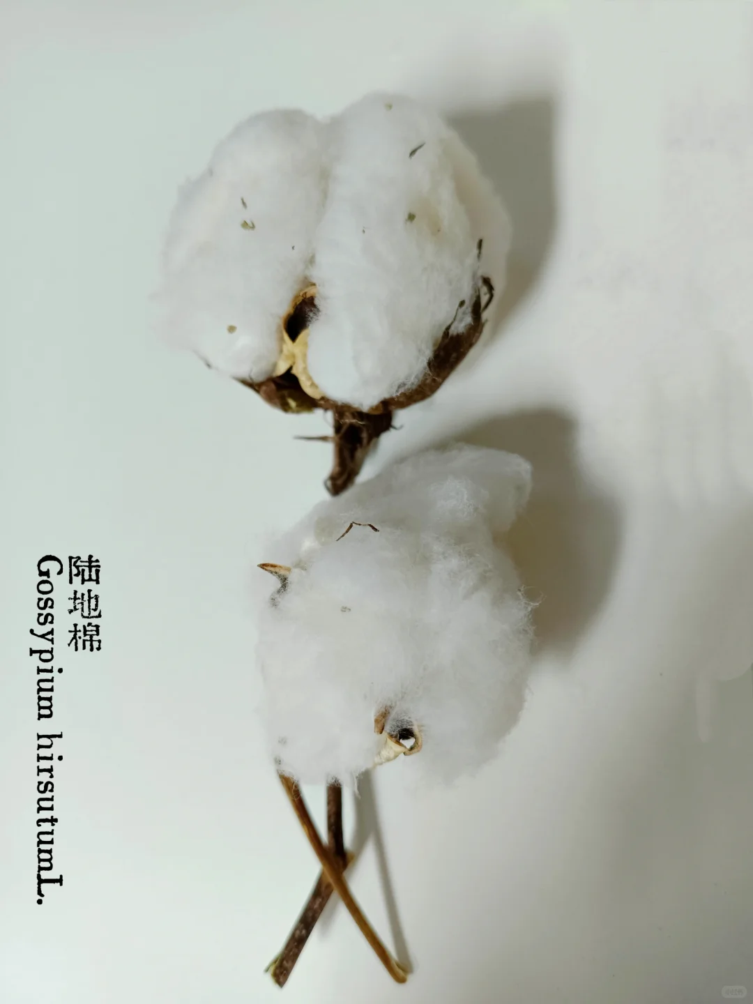 植物叙事｜从田野到英雄树：棉的形态之旅。