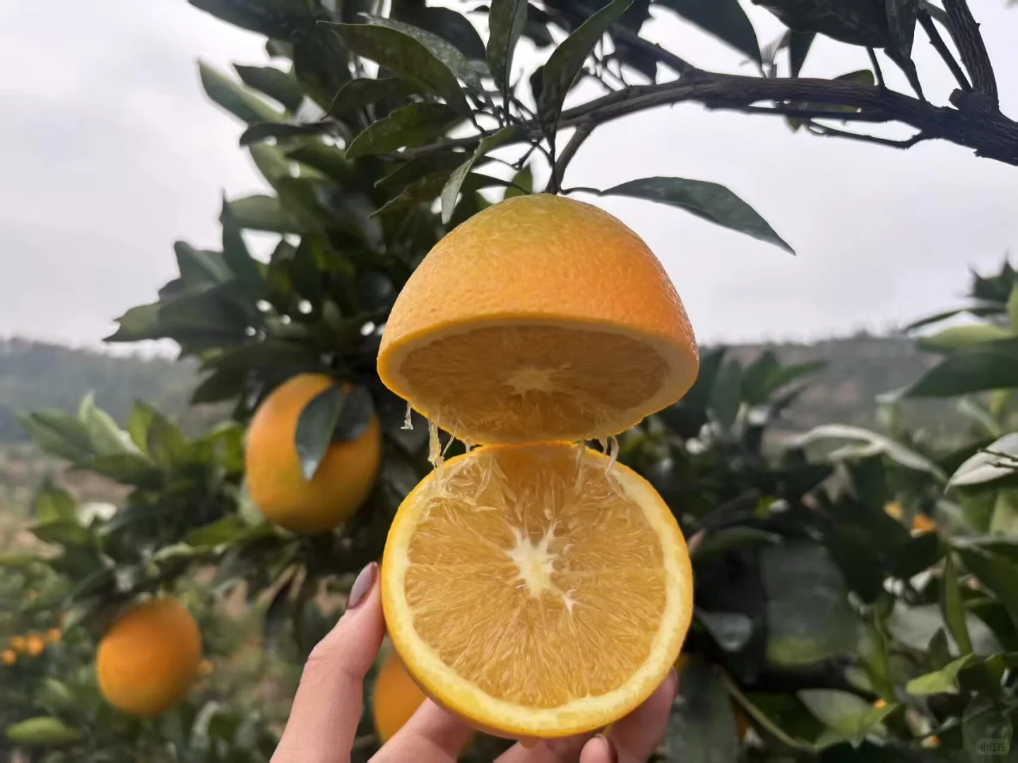 江西大学生校园助农卖赣南脐橙