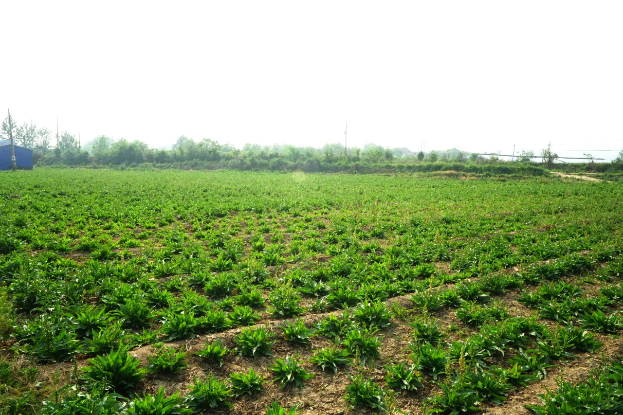 食叶草基地,绿色的未来