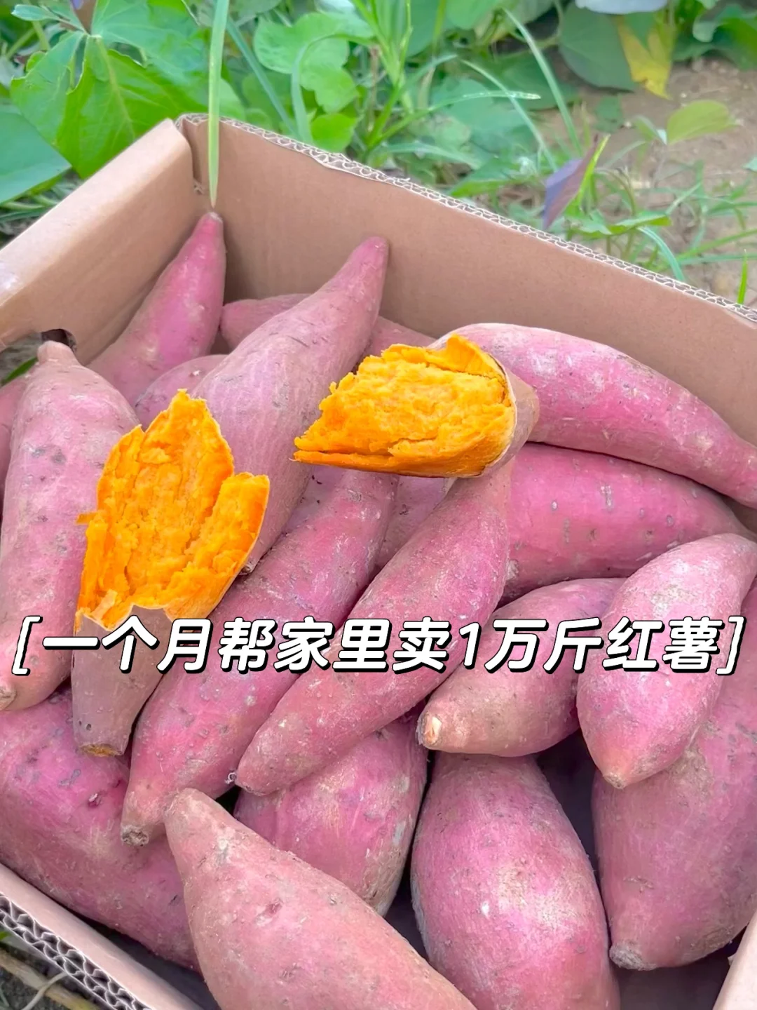 一个月帮家里卖一万斤红薯，是种什么体验⁉️
