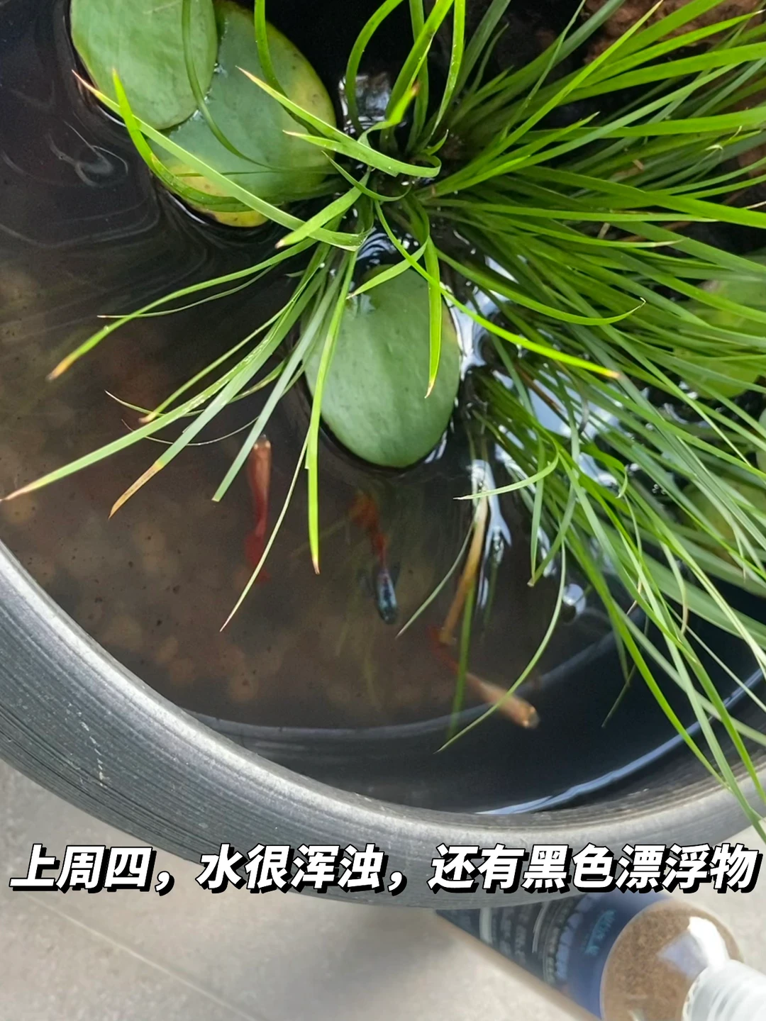 亲测有效，鱼缸变清了