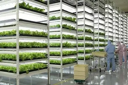 植物工厂——新型农业生产模式