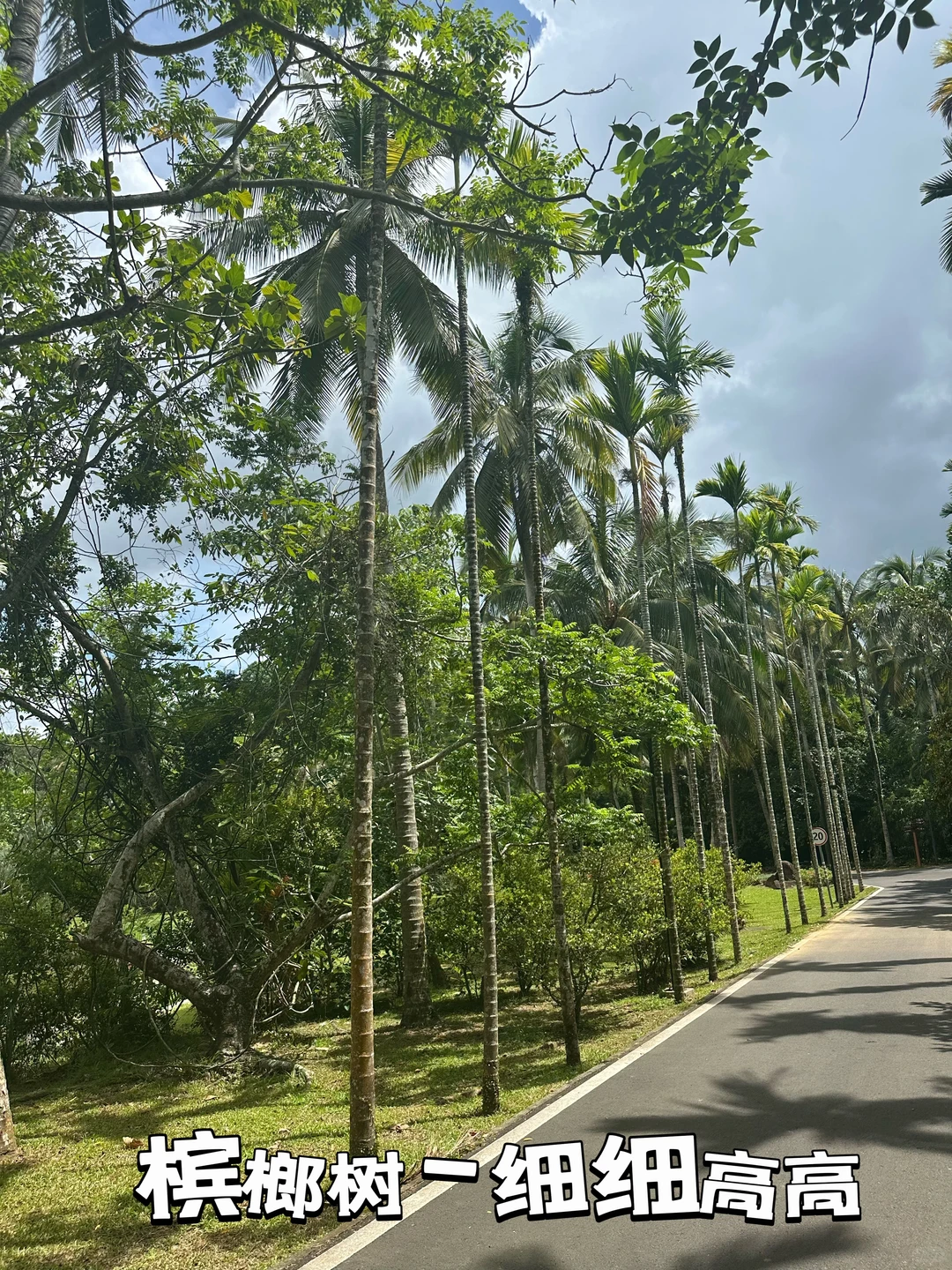 热带经济作物科普之旅