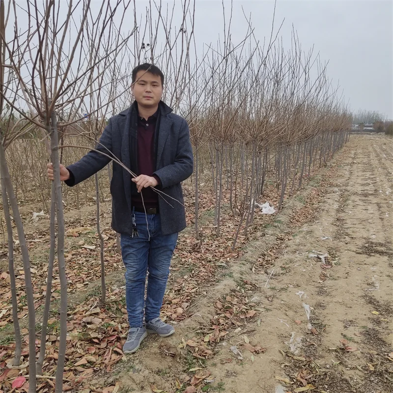 【玉露香梨树苗】栽培效益