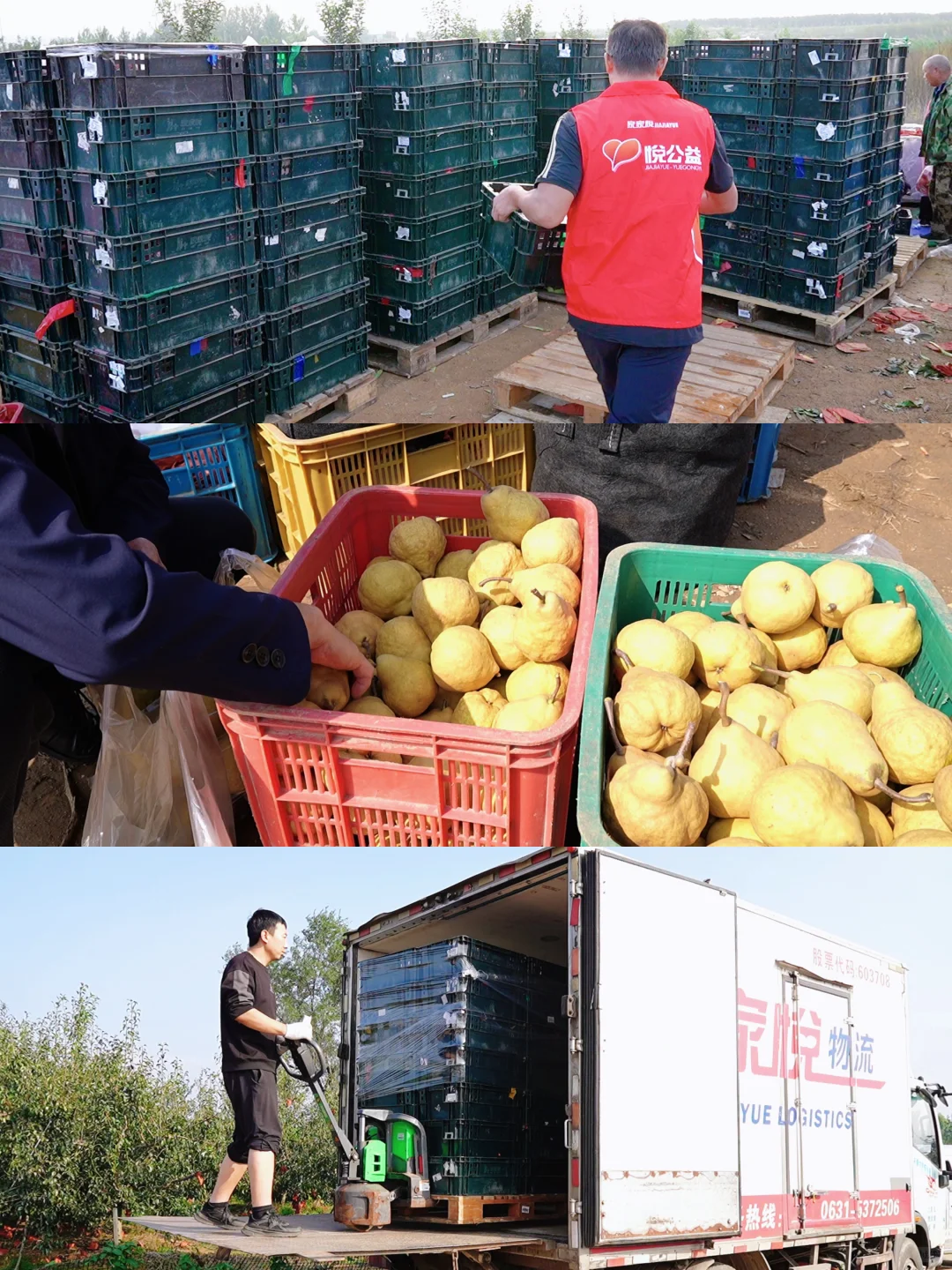 家家悦爱心接力，果农“愁梨”变“暖梨”