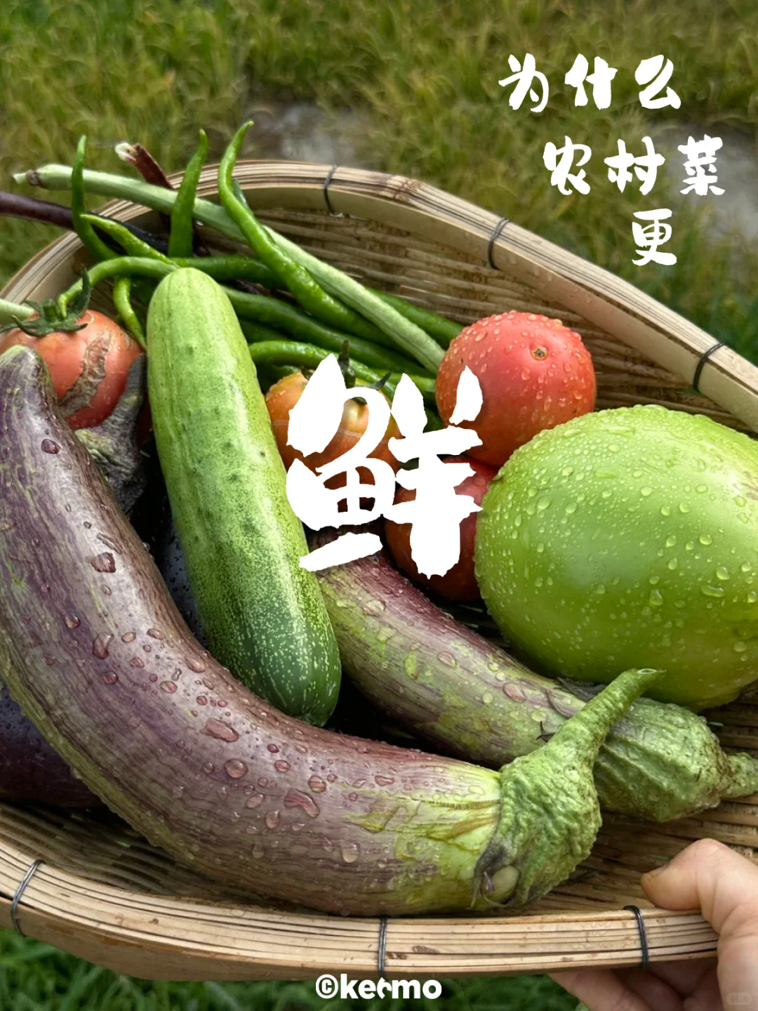 科默田间新系列-为什么农村菜更鲜？