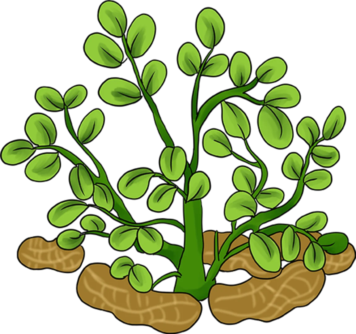 幼儿园环创素材|秋天的农作物