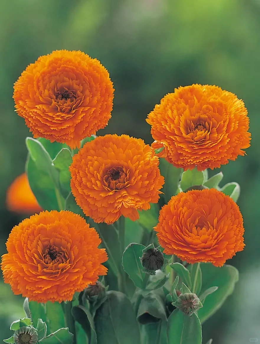 可食用性景观植物开发价值