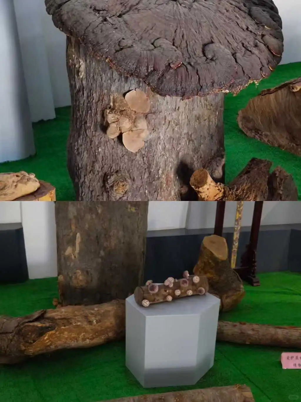 不去龙泉=白来浙江！3天玩遍