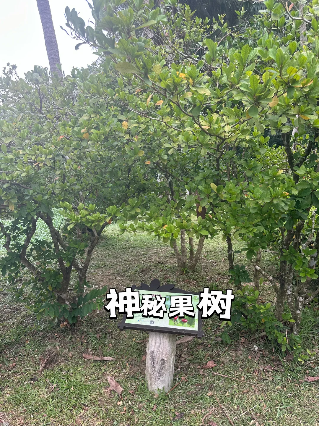 热带经济作物科普之旅