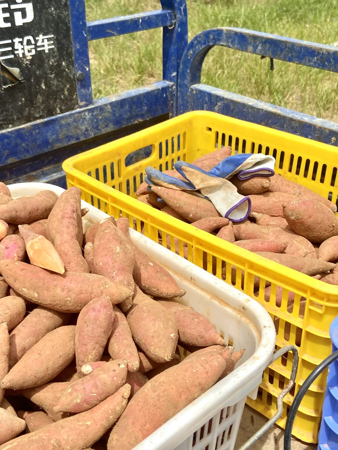 一个月帮家里卖一万斤红薯，是种什么体验⁉️