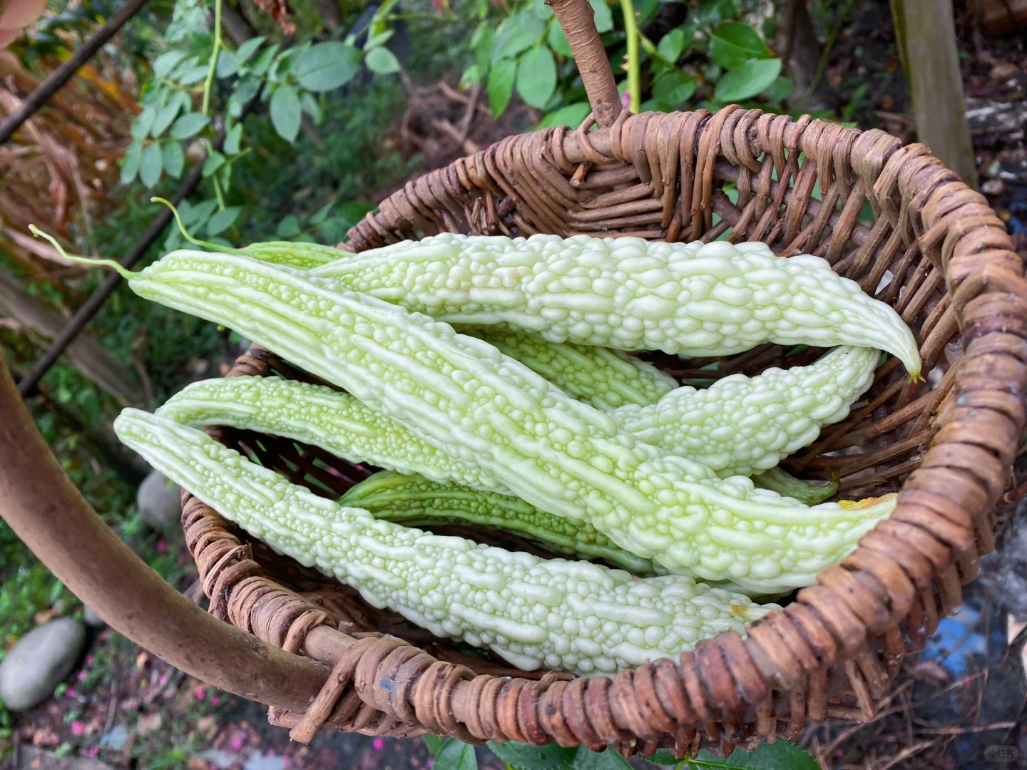 当我开始关心粮食和蔬菜后……