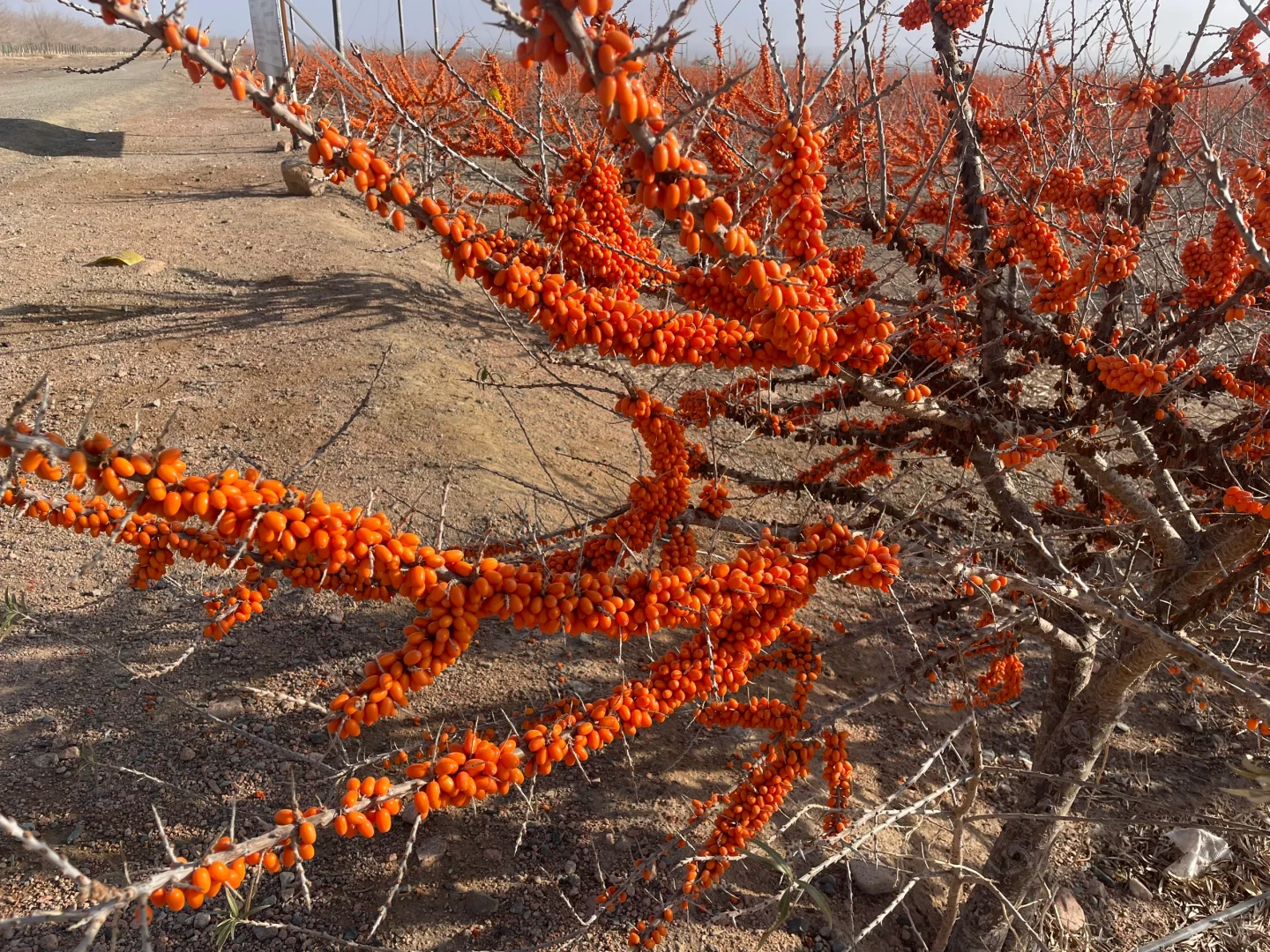 219之行—追云记11/27