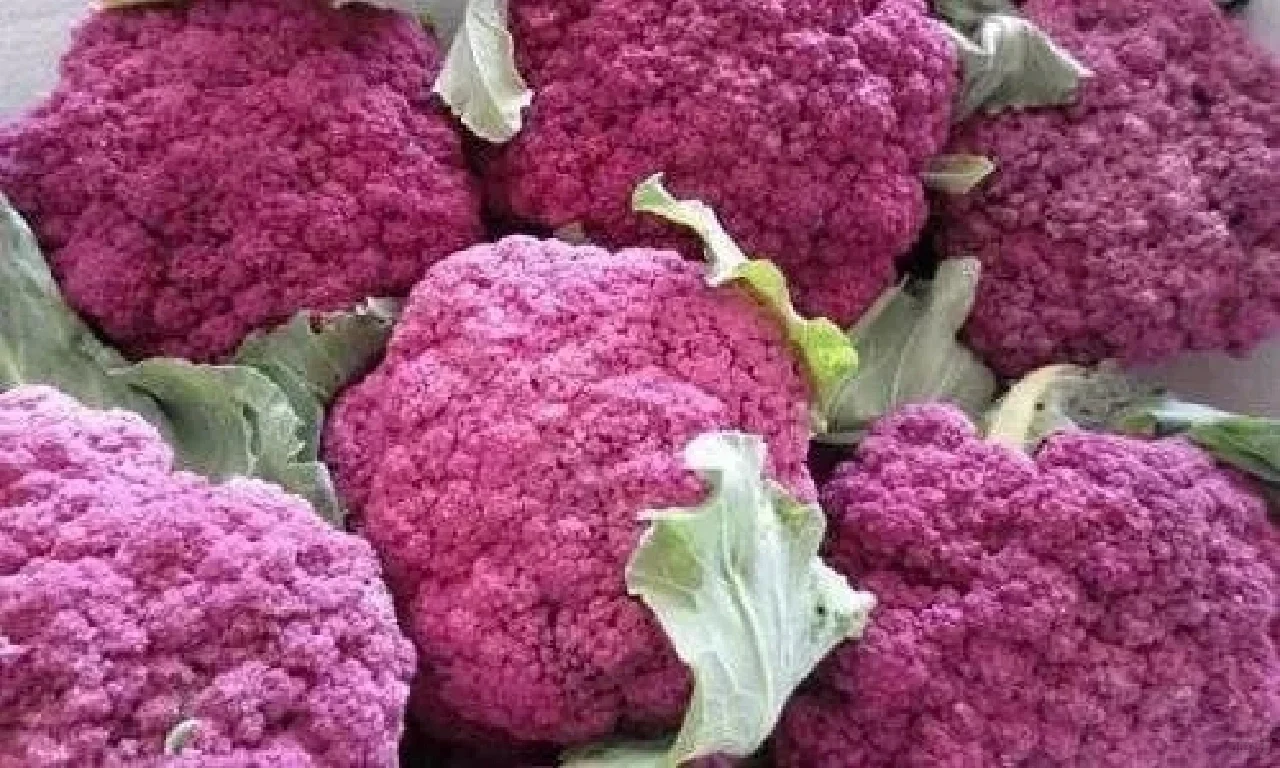 可食用景观植物产业